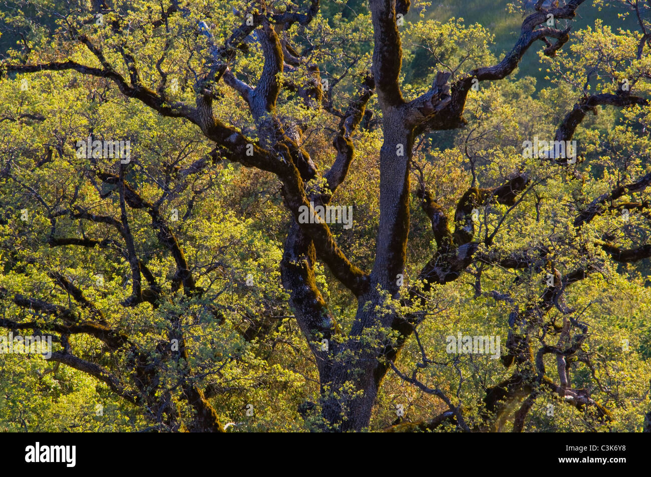 Albero di quercia in primavera, Big Sur Costa, Monterey County, California quercia a molla, Big Sur Costa, Monterey County, California Foto Stock