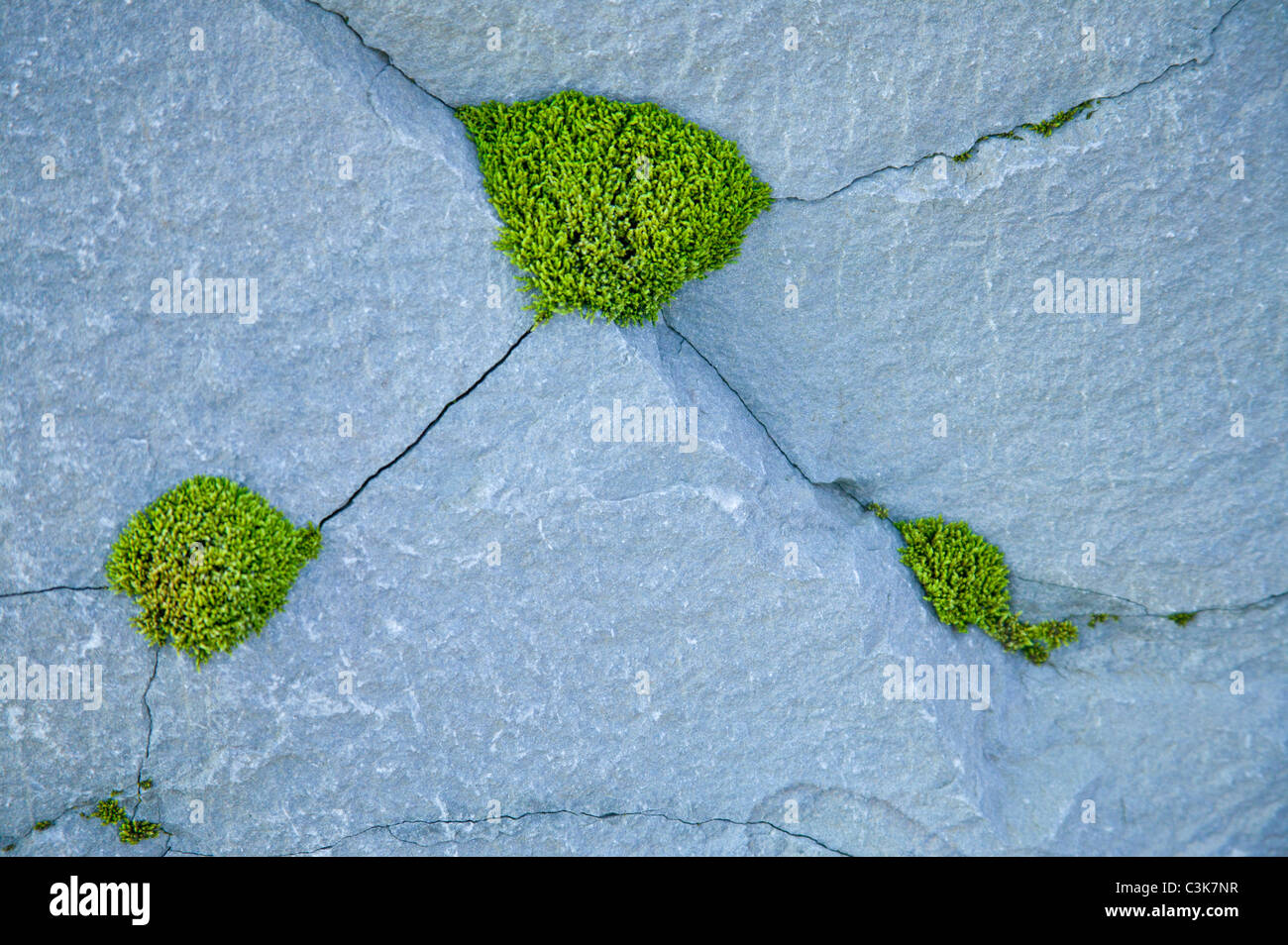 Il muschio cresce nel crack Foto Stock