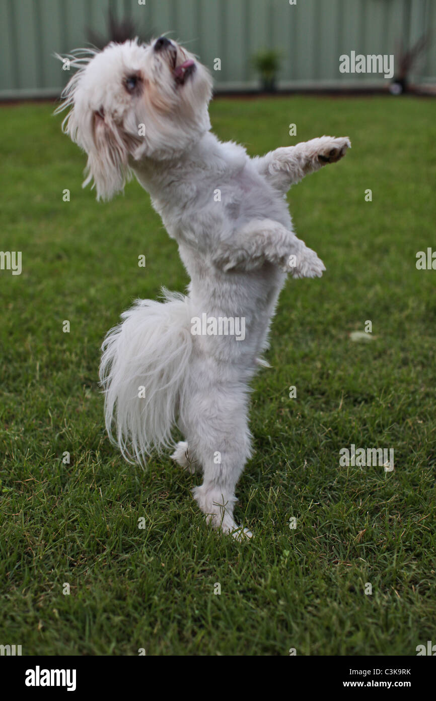 Cane in piedi su è zampe posteriori Foto Stock