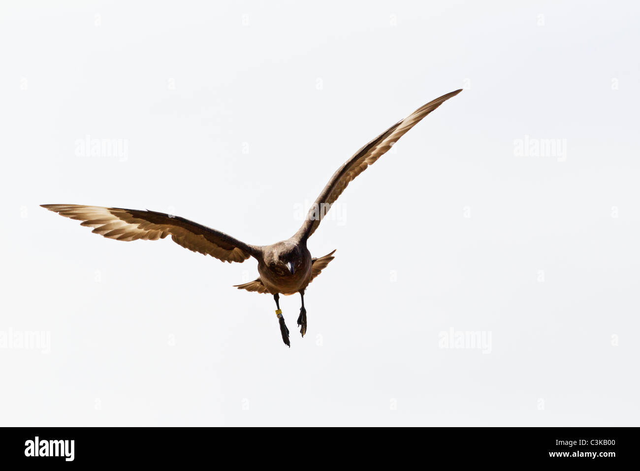 Sud Atlantico, Falkland, Isole Falkland, West Falkland, nuova isola, South polar skua volare nel cielo Foto Stock