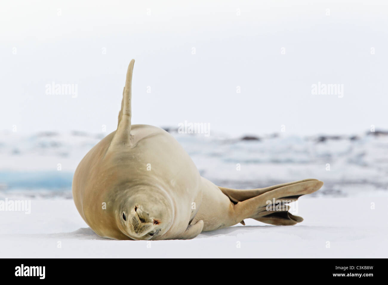 A sud dell'Oceano Atlantico, l'Antartide, Penisola Antartica, Lemaire Channel, Yalour Islands, guarnizione Crabeater giacente sulla neve Foto Stock