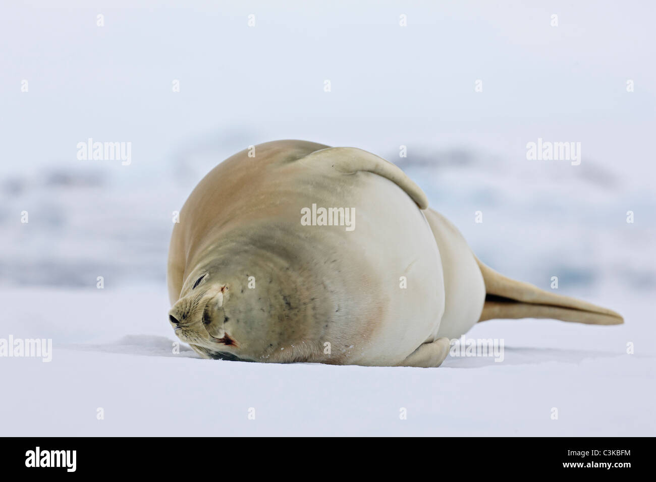 A sud dell'Oceano Atlantico, l'Antartide, Penisola Antartica, Lemaire Channel, Yalour Islands, guarnizione Crabeater giacente sulla neve Foto Stock