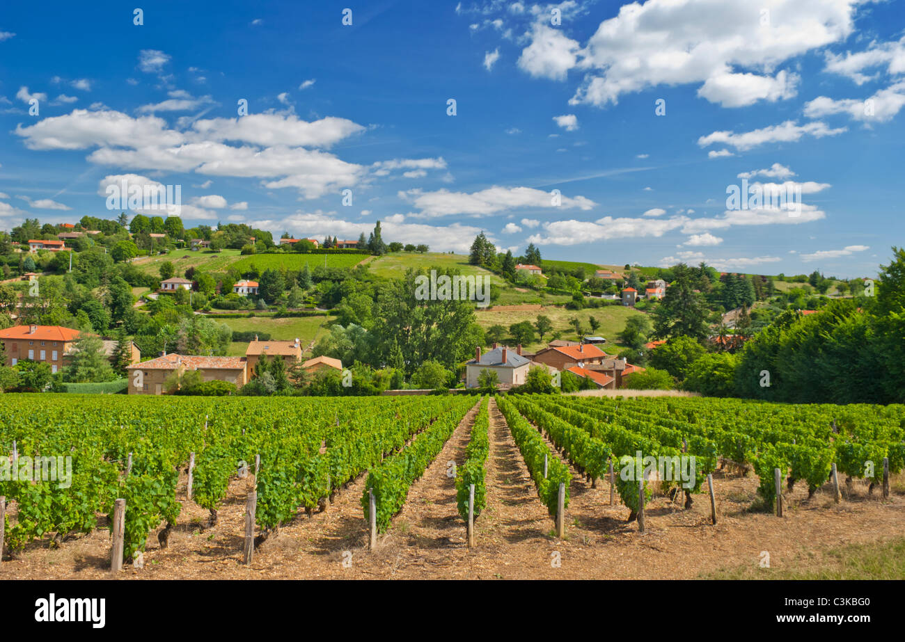 Vigneto in il famoso vino regione del Beaujolais, Francia, durante una piacevole mattinata estiva Foto Stock