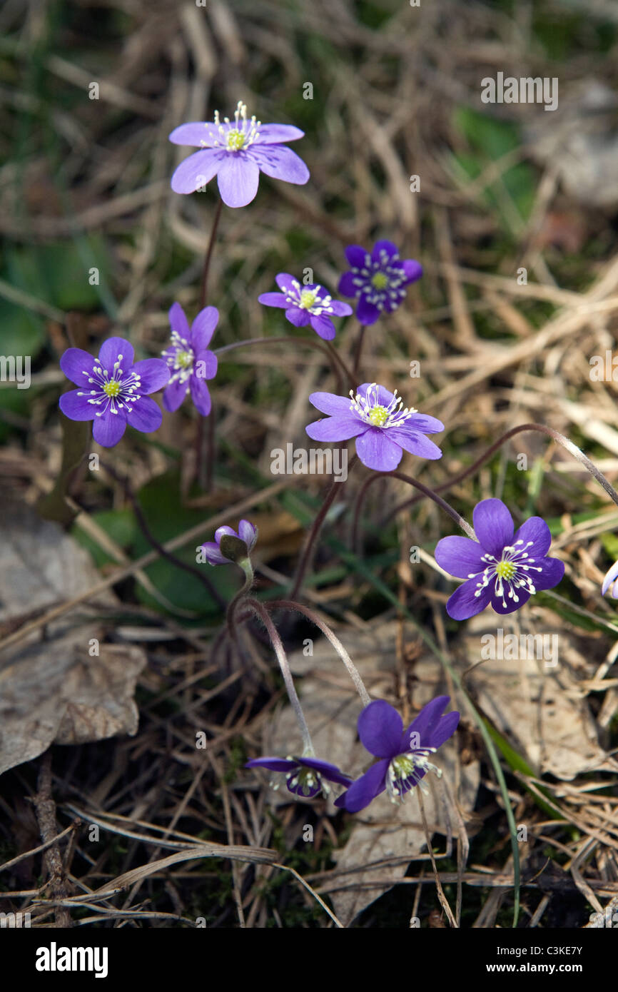 Close up Liverleaf Hepatica nobilis fiori nella Riserva Naturale Cuzu fango Kurzeme Lettonia Foto Stock