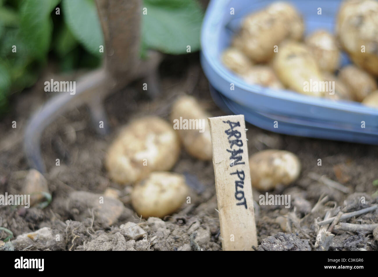 Primo inizio per le patate di primizia, 'Arran pilota', appena scavato, tuberi in blu trug, Regno Unito, maggio Foto Stock