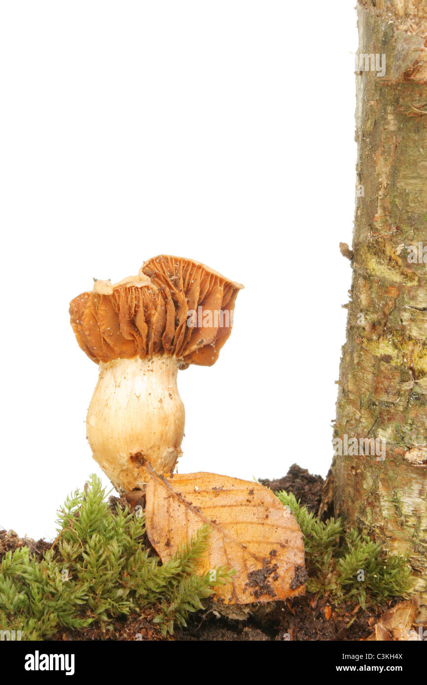 Toadstool funghi crescono alla base di un albero Foto Stock