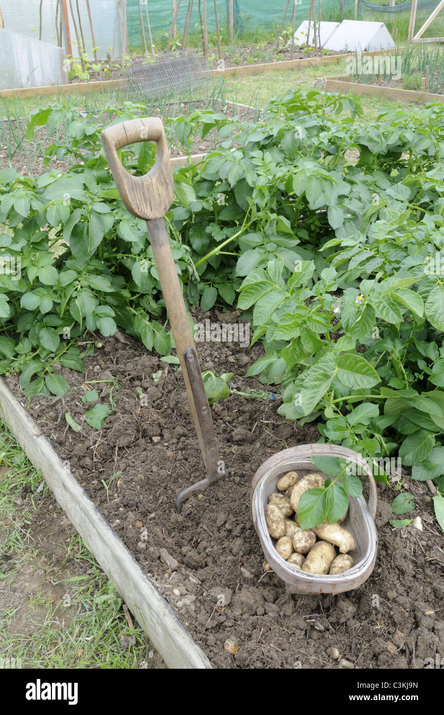 Primo inizio per le patate di primizia, 'Arran pilota', appena scavati sul piccolo riparto plot, Regno Unito, maggio Foto Stock