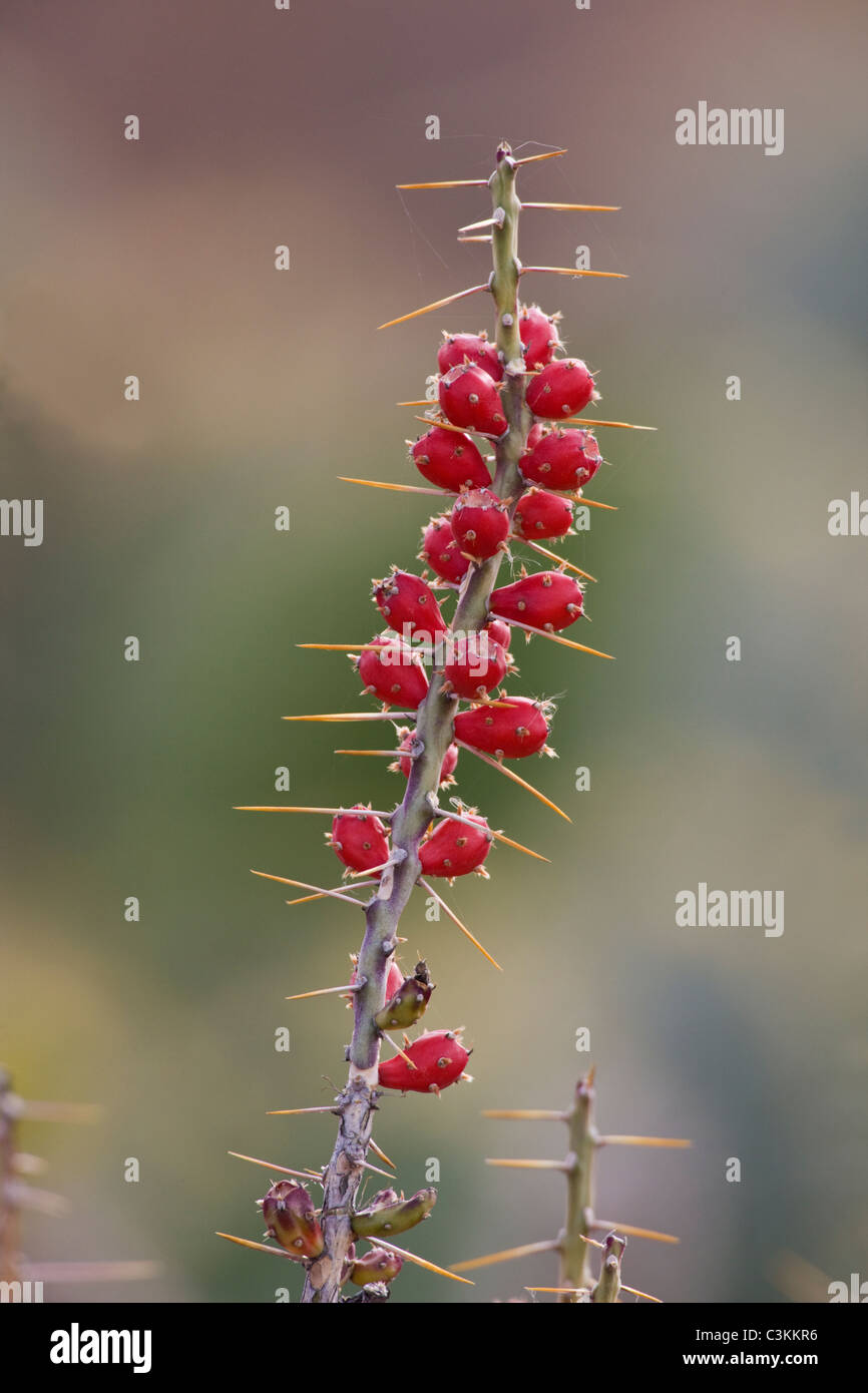 Vista di frutta rossa sul Desert Cactus di Natale Foto Stock