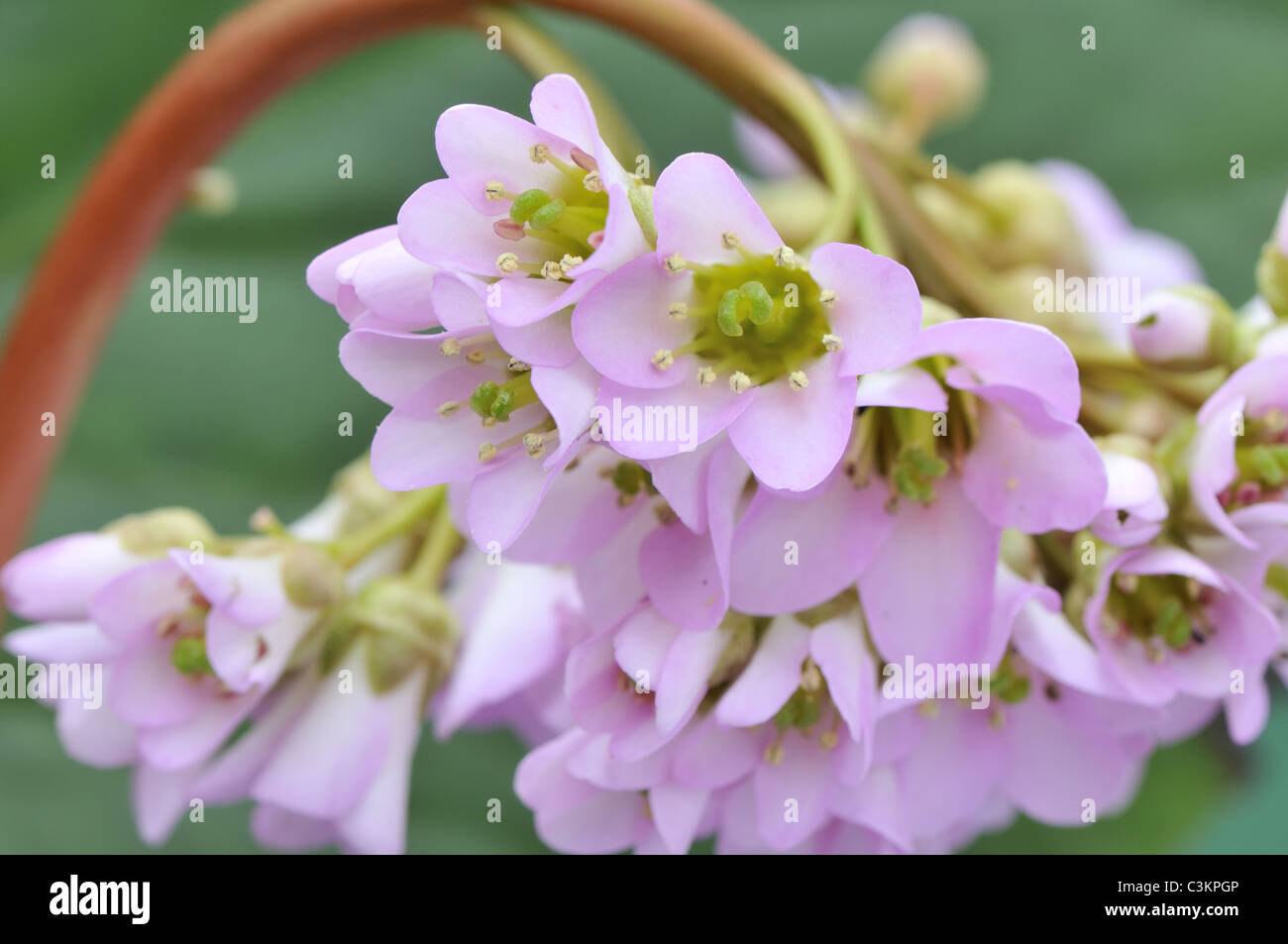 Bergenia cordifolia 'purpurea', vicino di fiori, UK, Aprile Foto Stock