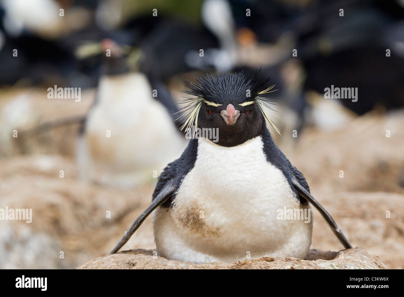 Sud Atlantico, Falkland, Isole Falkland, West Falkland, nuova isola, Western pinguini saltaroccia Foto Stock