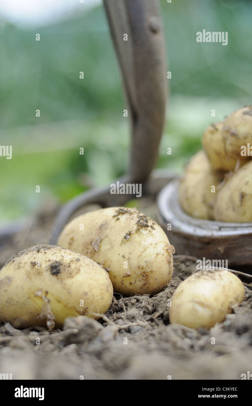 Home coltivato patate, 'Charlotte', i tuberi in trug con giardino forcella, UK, Giugno Foto Stock