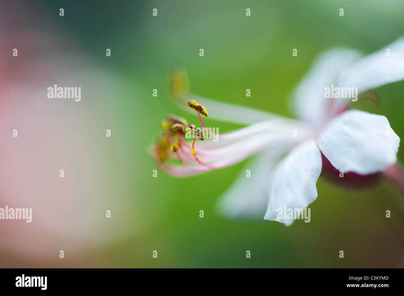 Geranium macrorrhizum 'Album' Fiore. Rock cranesbill. Vicino sul antere e polline Foto Stock