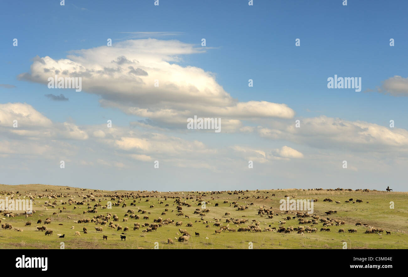 Un gregge di pecore in Kazakistan steppa con cavaliere. Foto Stock