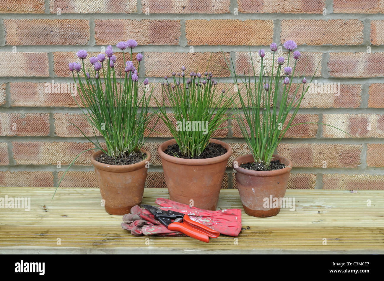 Giardino still life, giardino di erba cipollina in vasi di terracotta collocati decking contro il muro di casa, Regno Unito, maggio Foto Stock