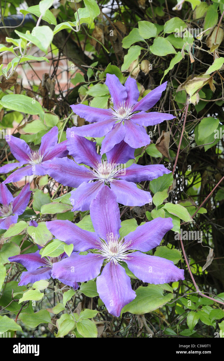 Clematis, "Elsa Spath', inizio grande varietà fiorito, fiori in piena fioritura, UK, Giugno Foto Stock