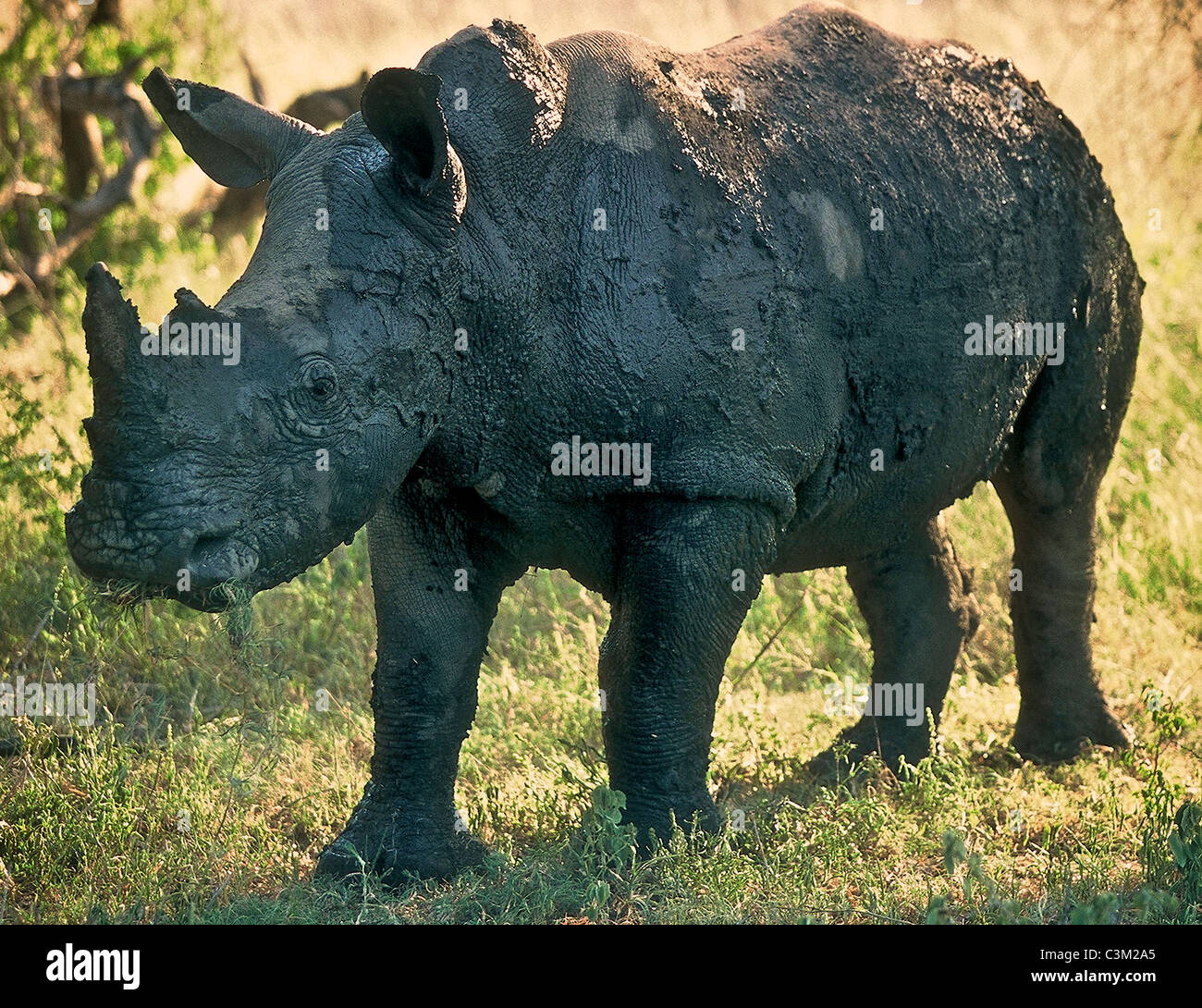 White Rhino Ceratotherium simum coperto di fango Kruger Sud Africa Foto Stock