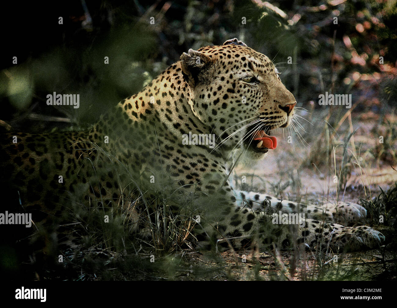 Leopard Panthera pardus Mala Mala Kruger Sud Africa Foto Stock