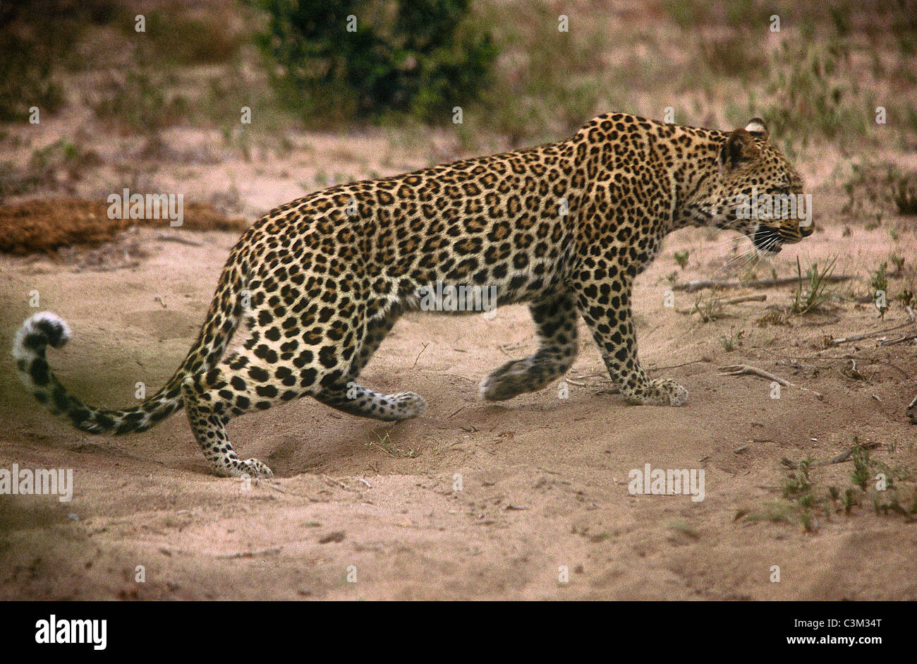 Leopard Panthera pardus Mala Mala Kruger Sud Africa Foto Stock