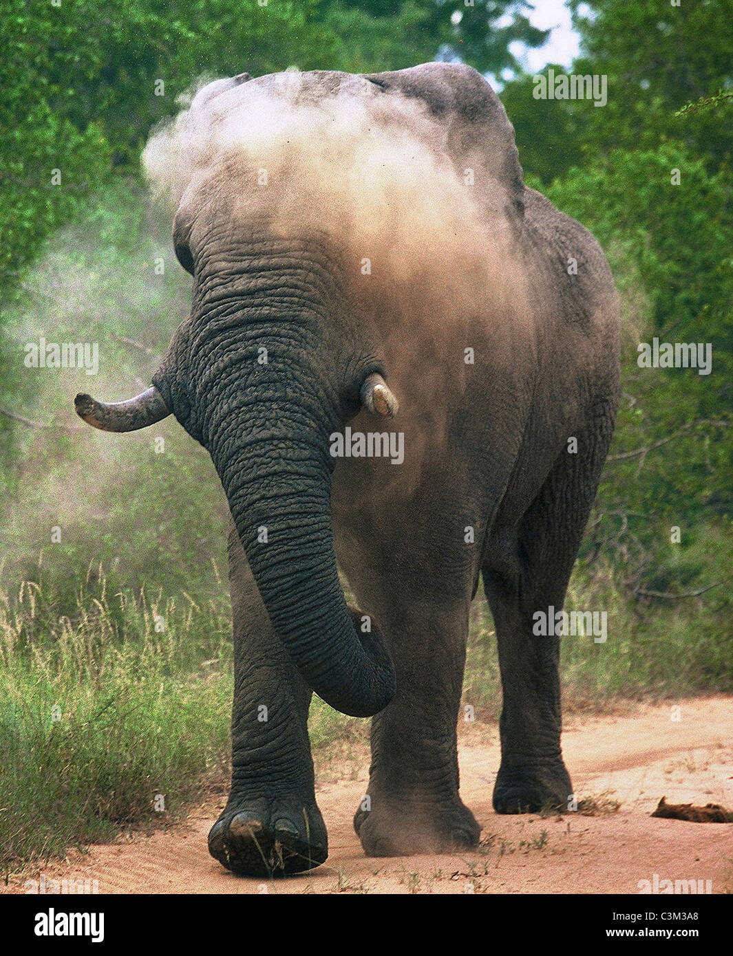 Bull elephant spolvero Loxodonta africana Mala Mala Kruger Sud Africa Foto Stock