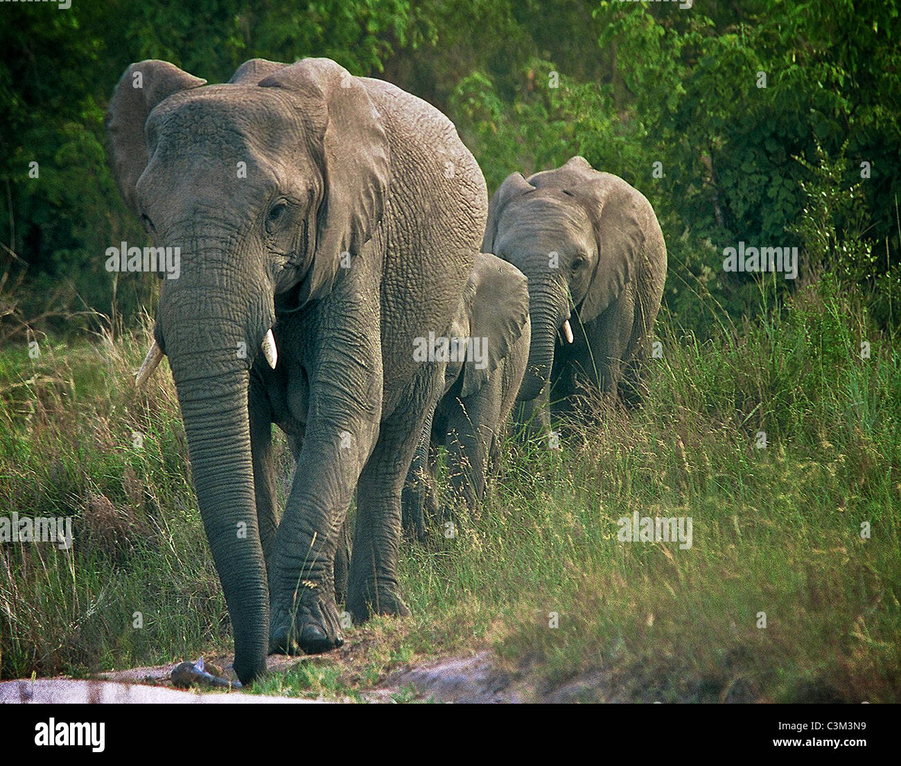 Famiglia di elefante Loxodonta africana , Mala Mala Kruger Sud Africa Foto Stock