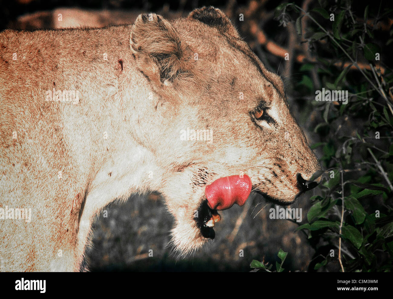 Femmina Lion leccare labbra Panthera leo Mala Mala Kruger Sud Africa Foto Stock
