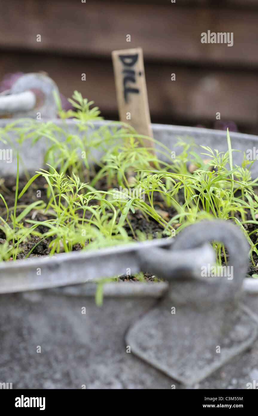 Le erbe del giardino, aneto, piantine che crescono in vecchio secchio zincato, Norfolk, Regno Unito, luglio Foto Stock