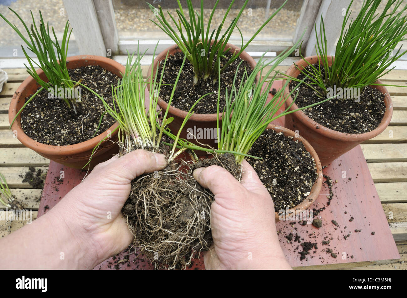 Dividere i ciuffi di erba cipollina e re potting in primavera, UK, Marzo Foto Stock