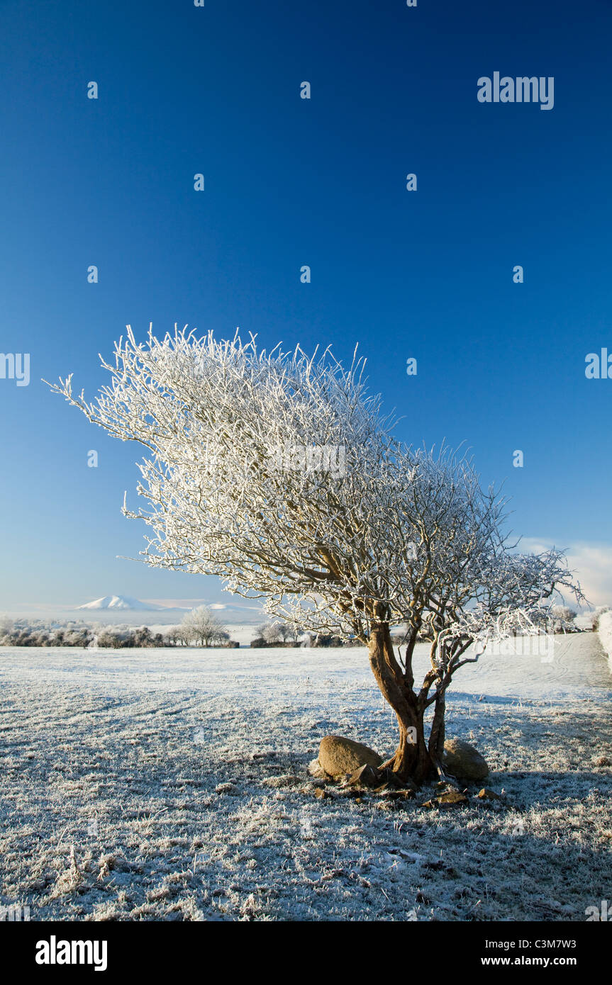 Albero di biancospino coperto da inverno trasformata per forte gradiente frost, nella contea di Sligo, Irlanda. Foto Stock
