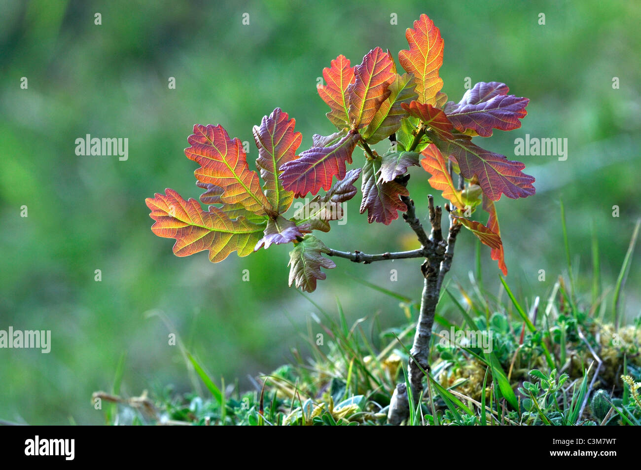 Un giovanissimo quercia, un bambino albero a foglie REGNO UNITO Foto Stock