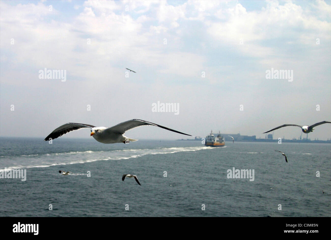 Gabbiani volare alla riva olandese nei pressi di texel Foto Stock