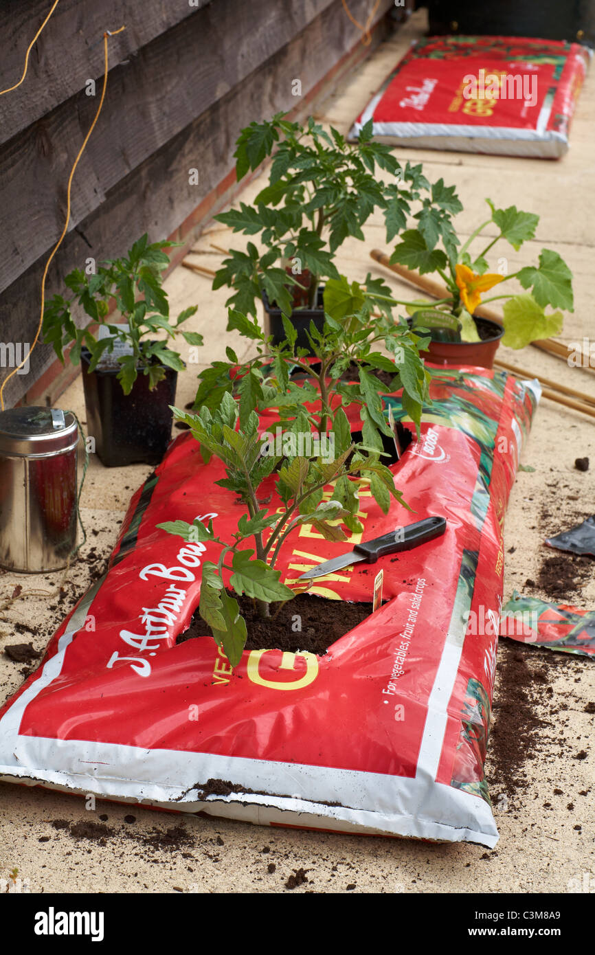 Le piantine di pomodoro piante appena trasferito al crescere di plastica in borsa Foto Stock