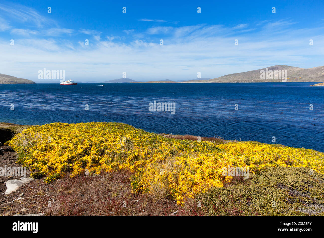 Atlantico Sud, Ovest, Falkland Isole Falkland, Falklands, nuova isola. Ulex Europaeus fiori con la nave di crociera in background Foto Stock