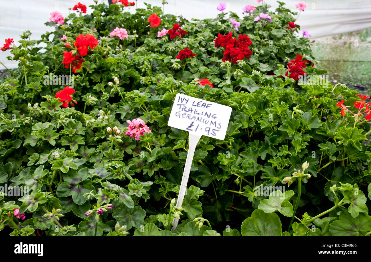 Le piante coltivate in vendita presso un centro giardino vivaio centrale Foto Stock