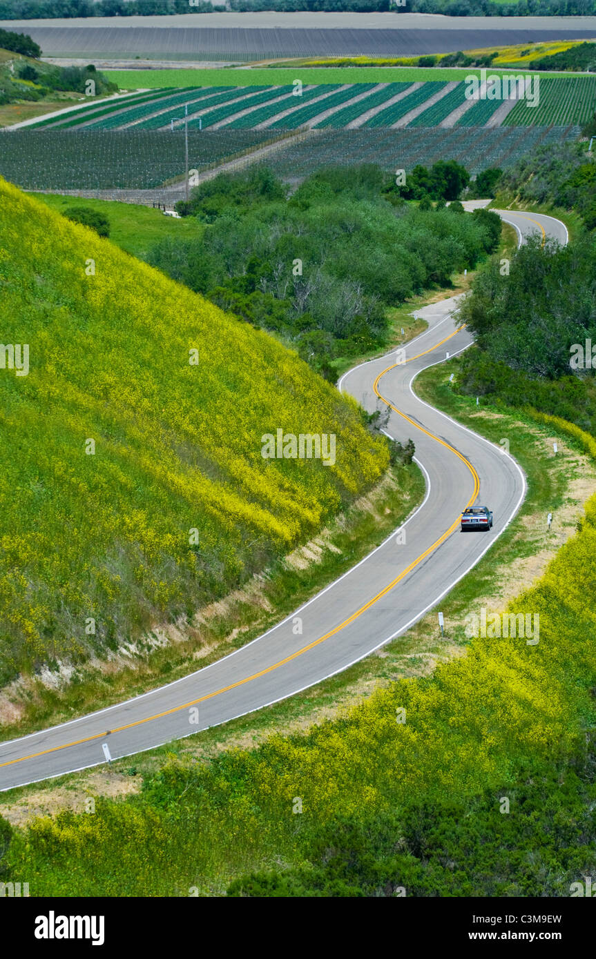 Paese le curve della strada attraverso le verdi colline e agricoltura valle è primavera, nei pressi di Lompoc, Santa Barbara County, California Foto Stock