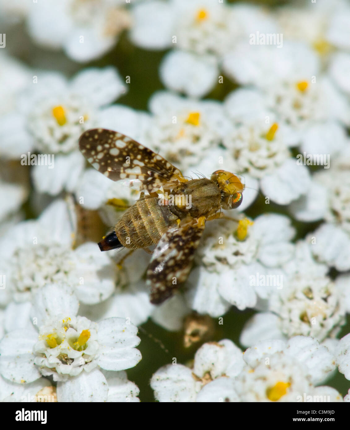 Mosca della frutta (Oxyna parietina), Francia Foto Stock