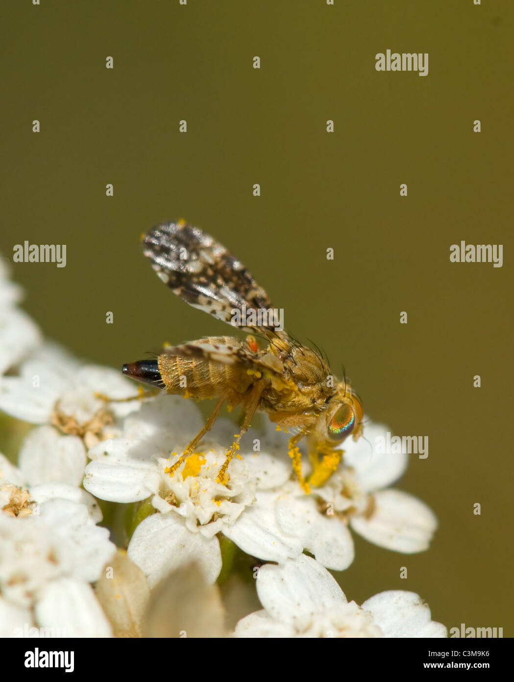 Mosca della frutta (Oxyna parietina), Francia Foto Stock