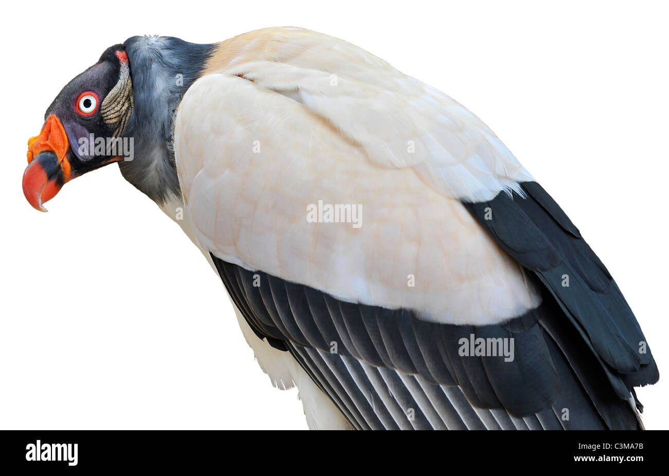 Closeup King Vulture (Sarcoramphus papa) isolati su sfondo bianco Foto Stock