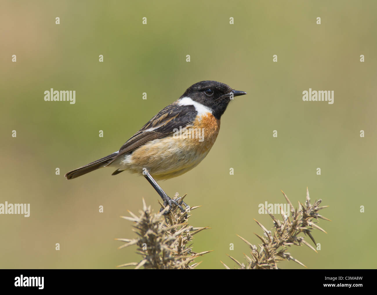 Stonechat (Saxicola rubicola) Foto Stock