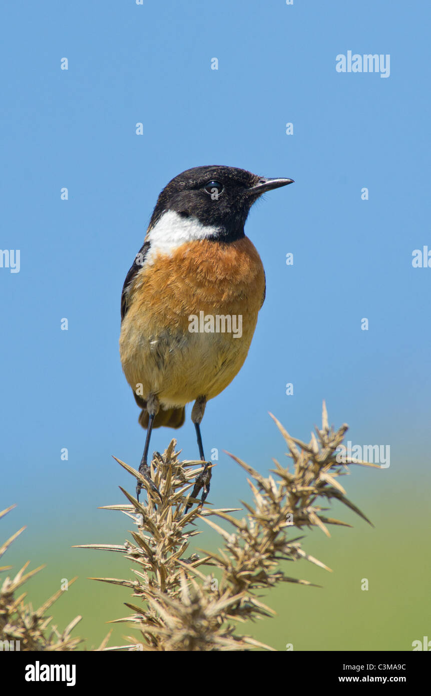 Stonechat (Saxicola rubicola) Foto Stock