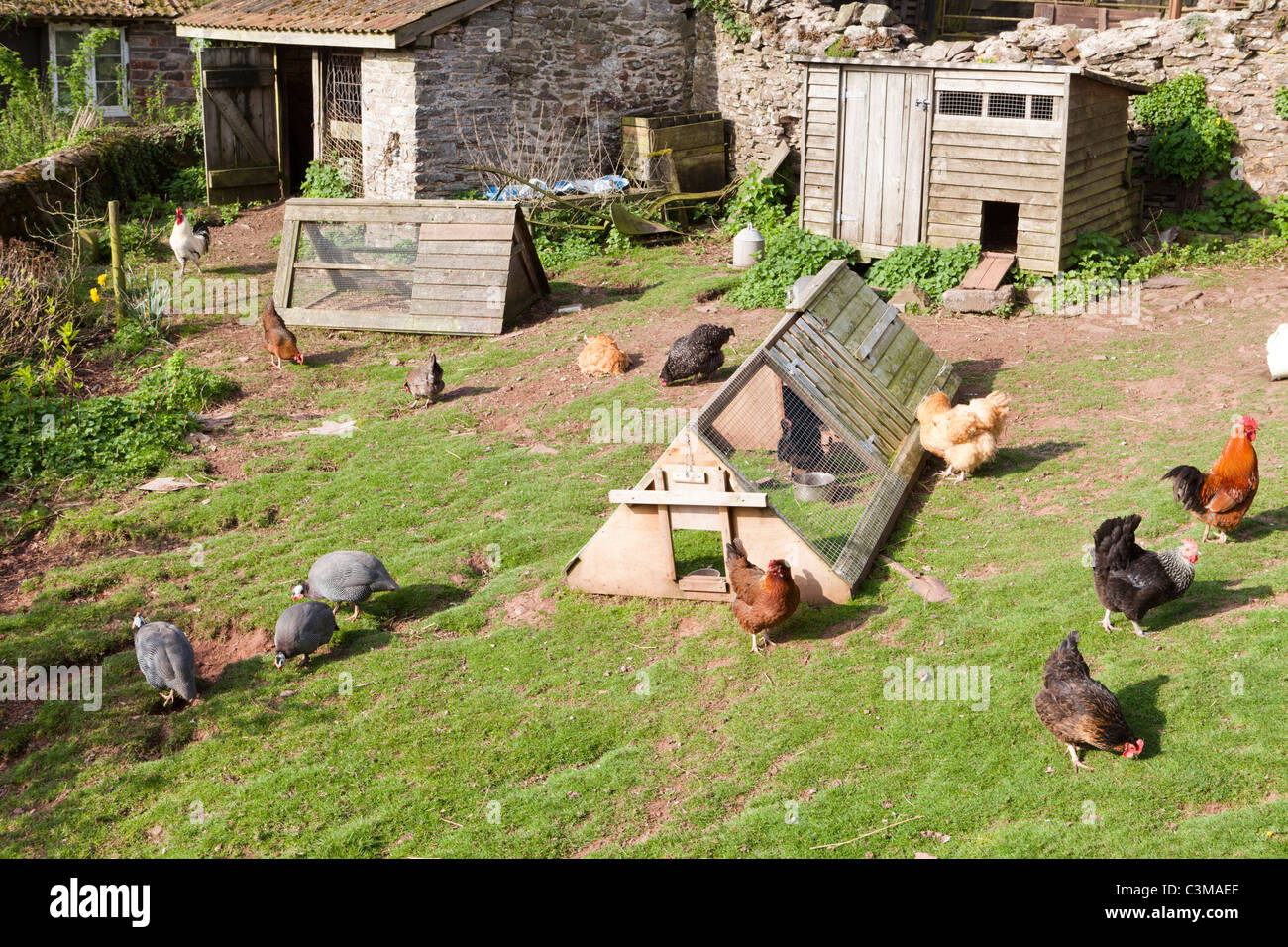 I polli e la faraona in un cortile di Exmoor a Cloutsham, Somerset, Inghilterra, Regno Unito Foto Stock