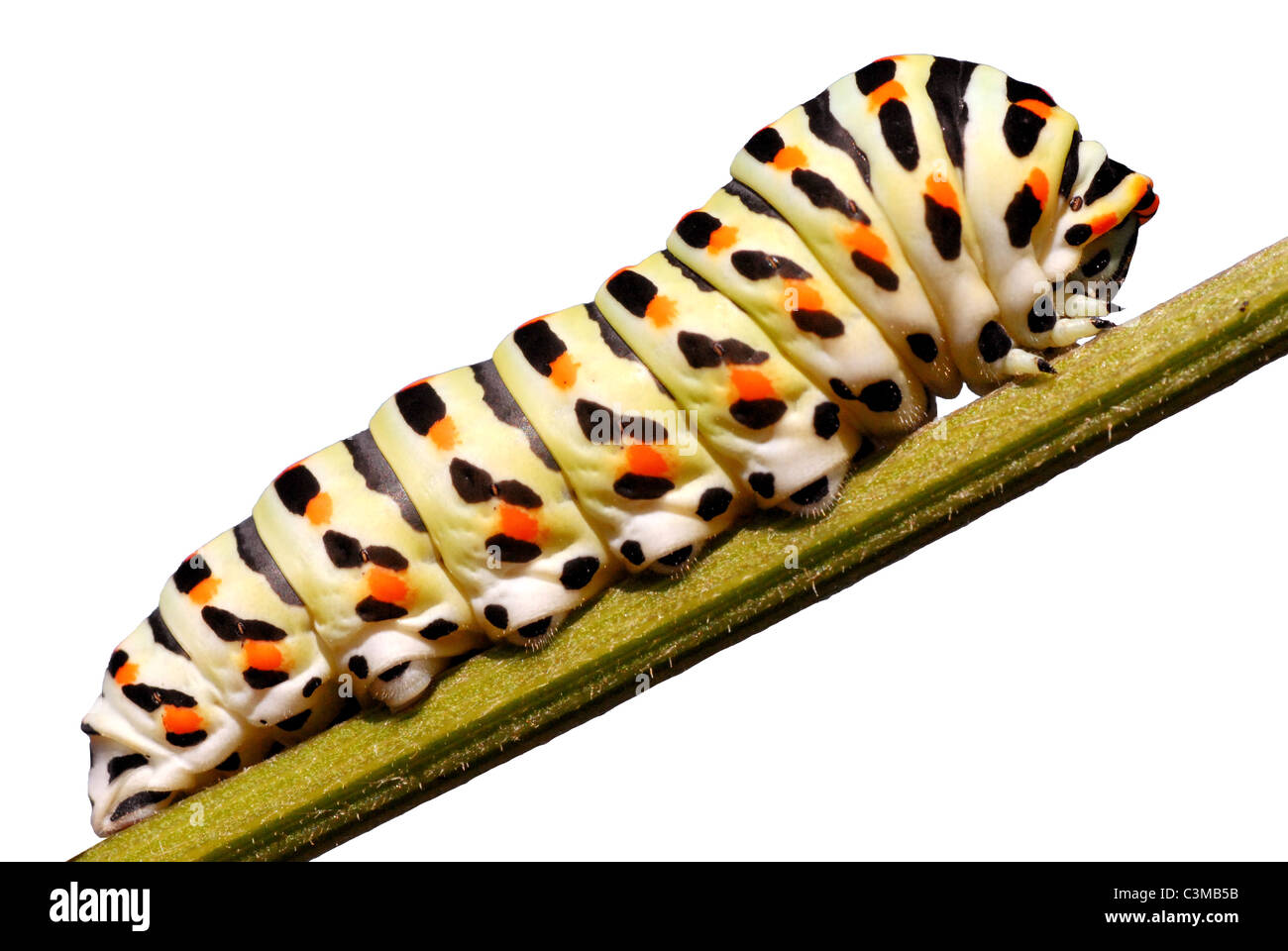 Caterpillar di coda forcuta (Papilio machaon) sullo stelo, visto di profilo, isolati su sfondo bianco Foto Stock