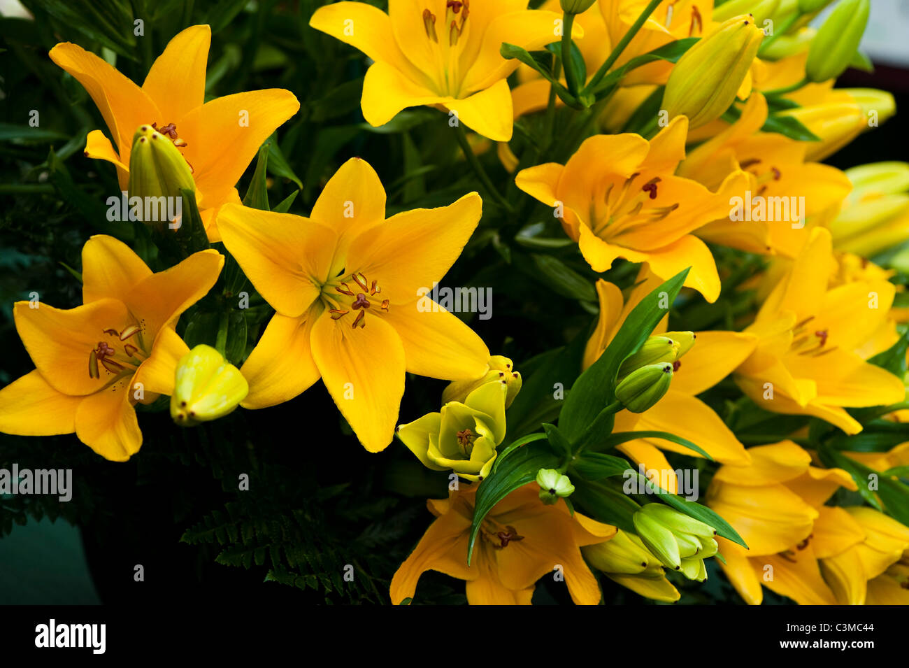 Il Lilium Longiflorum Asiatica " Brasile " Foto Stock
