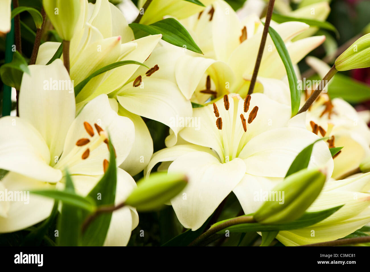 Il Lilium Longiflorum 'asiatico unito" Foto Stock