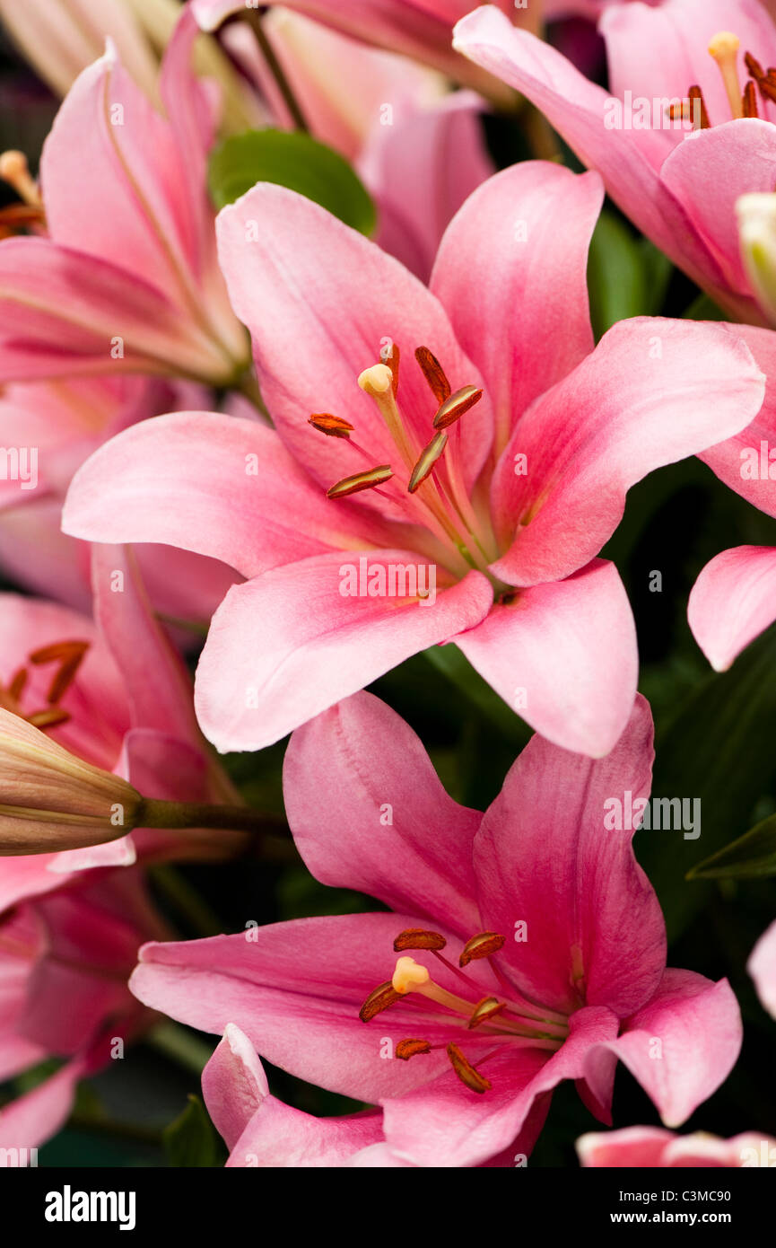 Lilium asiatici Longiflorum 'BRINDISI' Foto Stock