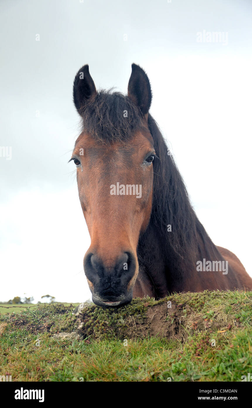 Ritratto di cavallo Foto Stock