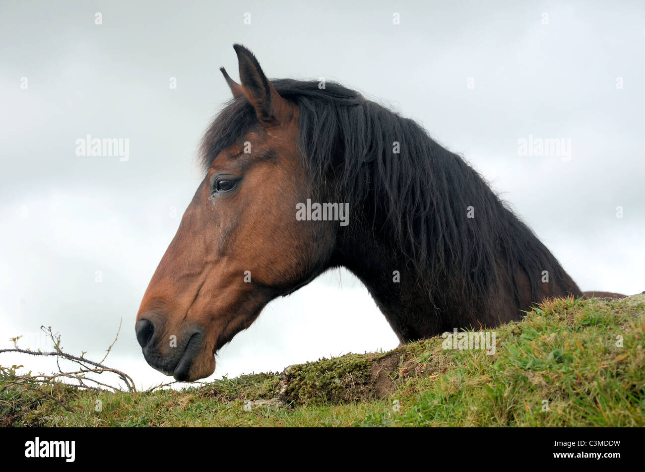 Ritratto di cavallo Foto Stock