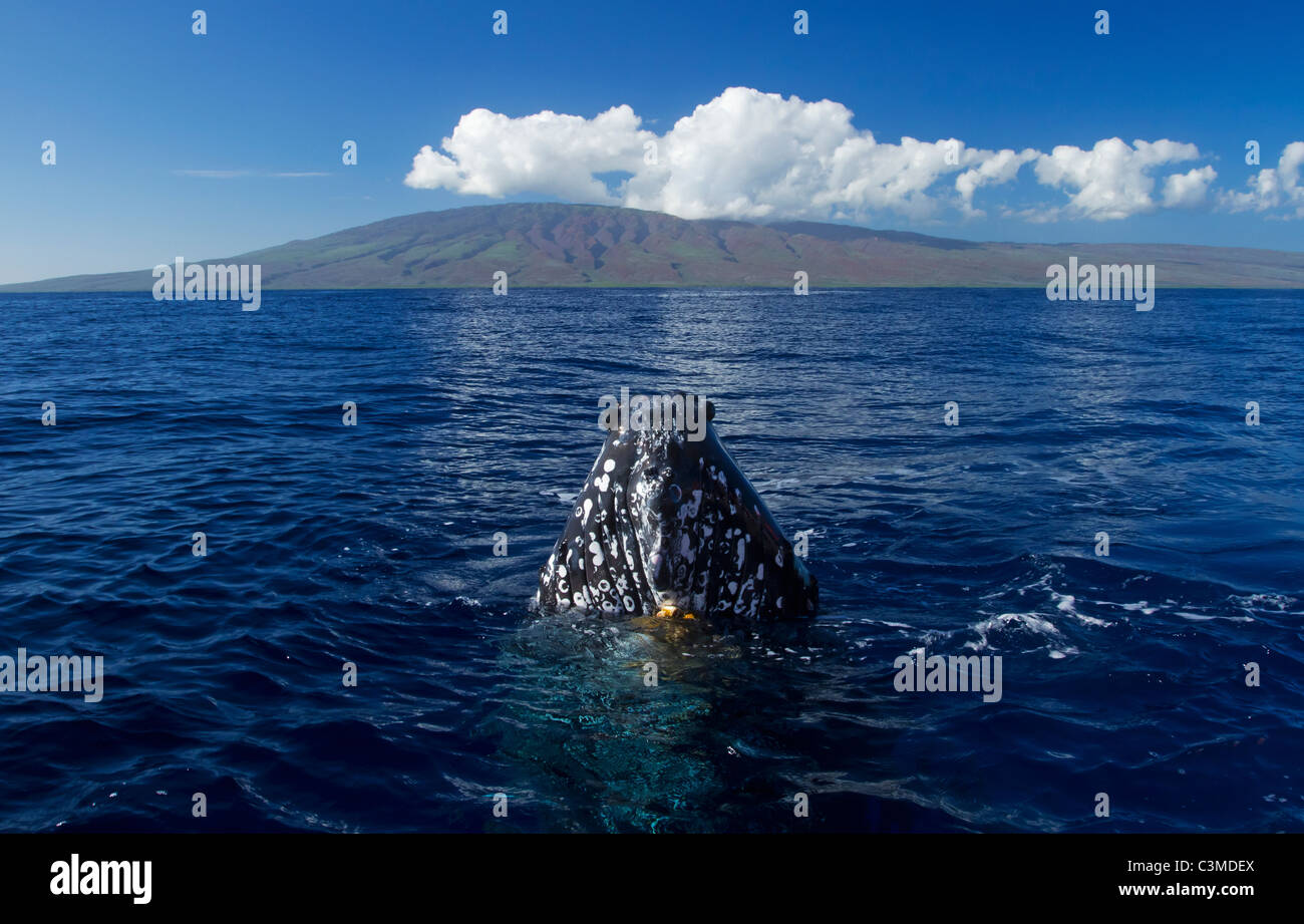 Un curioso Humpback Whale porta la testa fuori dall'acqua, l'isola di Lanai è in background. Foto Stock