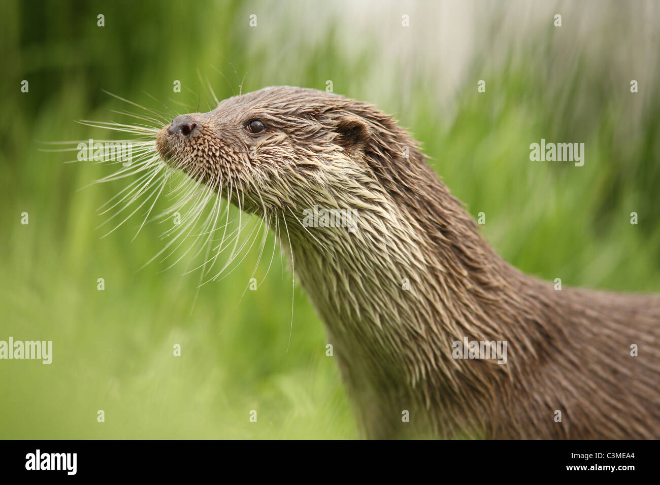 Lontra europea Foto Stock