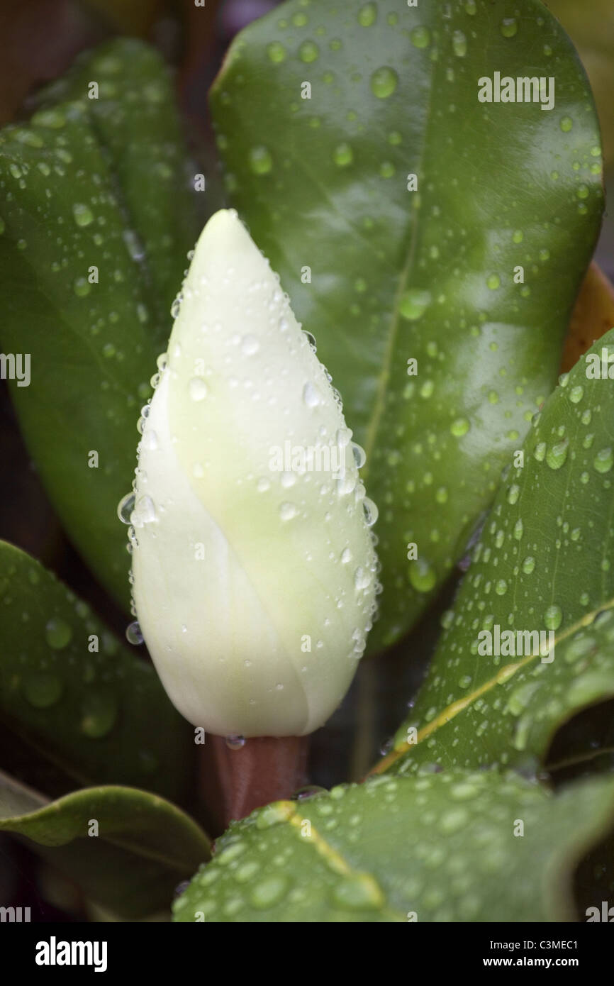 Southern Magnolia fiore con gocce di pioggia Foto Stock