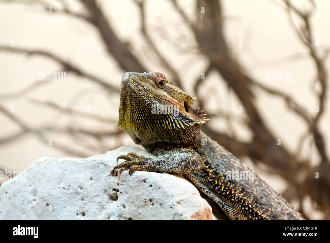 Australian barbuto Dragon - Pogona Vitticeps Foto Stock
